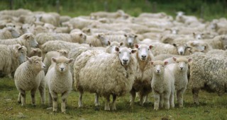 С 30 процента е намалял броят на овцете в Нова Зеландия за последното десетилетие