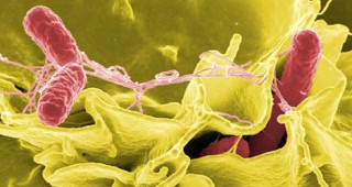 Микроби повишават устойчивостта към алергии