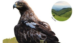 Новата брошура на проект Земя за царския орел в помощ на фермерите