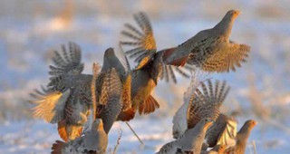 Проверки на РДГ – Бургас и БДЗП установиха нарушения при лова на птици
