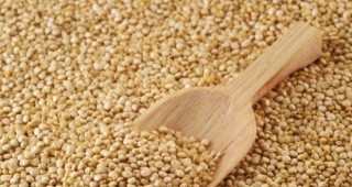 Наблюдава се възобновяване на експорта на зърно