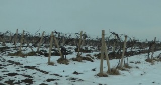 Няма опасност от измръзване на лозовите насаждения в Южна България