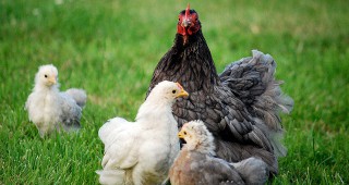 Повече от 600 хиляди птици са били умъртвени в Германия заради птичия грип