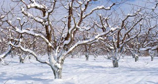 Въпреки трайното застудяване през тази година дръвчетата са в добро състояние