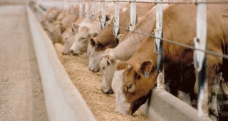 Колко животни трябва да има в една ферма, за да бъде тя рентабилна?