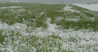 Българската пшеница е селекционирана да издържа на тежка и продължителна зима