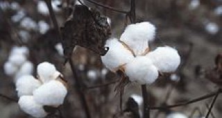 Възражда се производството на памук в Добруджа