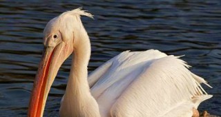Дойдоха първите пеликани разузнавачи в Сребърна