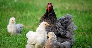 Влиза в сила забраната на Русия за внос на птичи продукти от България и други европейски страни