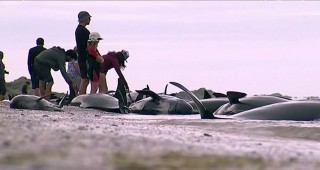 Над 400 кита заседнаха на отдалечен плаж на Южния остров в Нова Зеландия