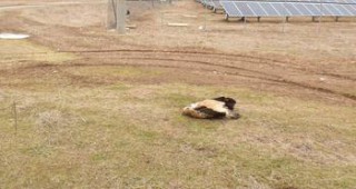 Белоглав лешояд жертва на електропреносната мрежа