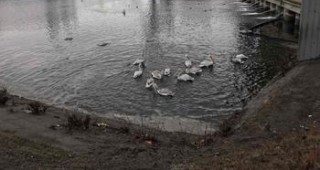 Къдроглавите пеликани в Розов кладенец са спасени