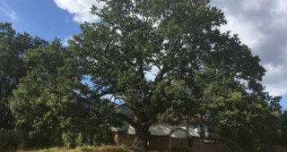 Вековният зимен дъб от Насалевци се бори за Европейско дърво на годината 2017