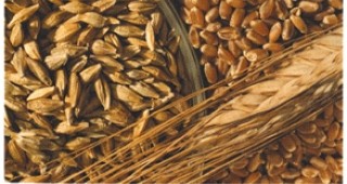 Няма основания да се говори за зърнена криза в страната, смятат от бранша