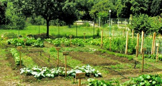 Свободна размяна на семена си организираха любители фермери и градинари във Варна