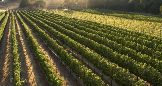 Нова административна тежест пред лозаро-винарския сектор