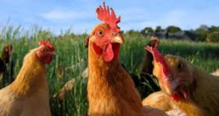 Над 210 милиона евро са загубите за птицевъдния сектор във Франция