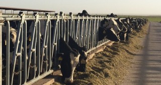 Млечната ферма като печеливш бизнес – опитът на Холандия по време на АГРА 2017