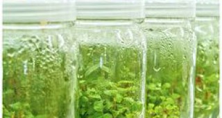 Училищен проект анализира възможностите за вегетативно разможаване на растения в безтегловност