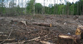 Зам.-министър Костов представи позицията на България за борба с нелегалния дърводобив