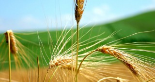 По ниска реколта от пшеница прогнозира Световният съвет по зърното