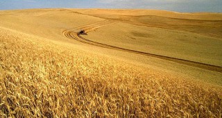 Русия е изнесла над 25 милиона тона пшеница през 2016 година