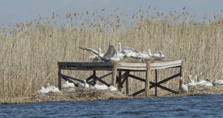 В резерват Сребърна пеликаните започнаха да гнездят