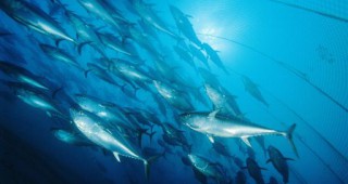 Съветът на министрите определи рибните квоти в ЕС за 2010 година