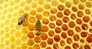 През 2016 г. близо 17 хил. пчелни семейства са загинали от отравяния