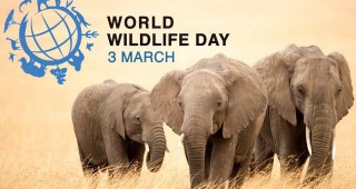 На 3 март отбелязваме Световният ден на дивата природа