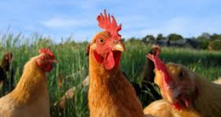 Щети за фермерите в Русия заради птичия грип