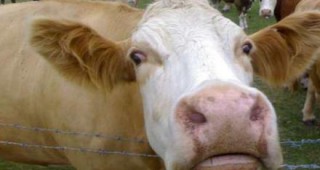 Случай на заболяването луда крава в Испания