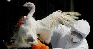 Епидемията от птичи грип в Германия остава сериозна