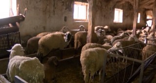 Учредяват съюз на овцевъдите в Европа през май