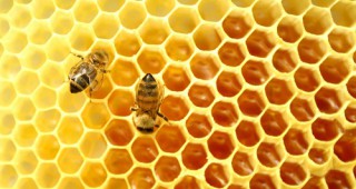 Сезонни предизвикателства и задачи в пчеларството