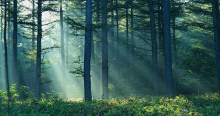 21 март е обявен за Международен ден на горите