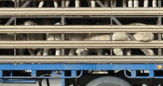 Евродепутат призова да се спре жестокото отношение при превоза на селскостопански животни