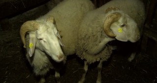 Овцевъди със закана за протест