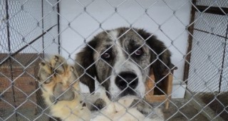 В Хасково започва изграждане на приют за бездомни кучета