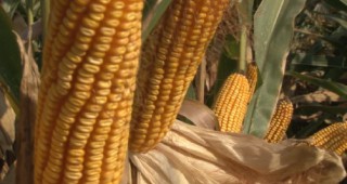 Климътът влияе при производството на царевица
