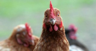ДФЗ изплаща субсидии за хуманно отношение към птици