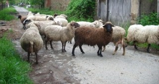 Кола отнася над двадесет овце на пътя Бургас - Слънчев Бряг