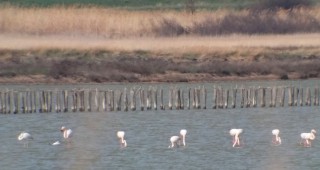 13 розови фламинги се появиха в Атанасовско езеро
