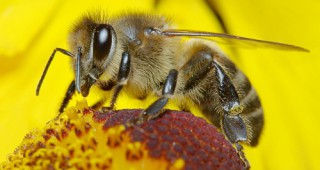 Подготовка на пчелните семейства за медосбора