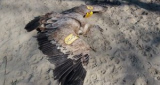 Два мъртви белоглави лешояда са намерени до резерват Тисата