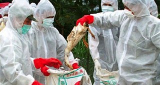 Вирусът на птичи грип в Европа е пренесен от диви патици