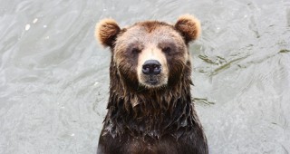 МОСВ раздаде над 300 комплекта електропастири в районите с най-голяма популация на кафява мечка