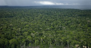 Големи области от Амазонските гори са изложени на риск