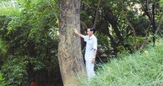 Рядко палисандрово дърво беше отсечено във Виетнам