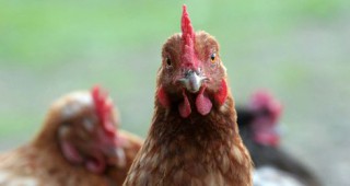 Нови случаи на птичи грип в Япония